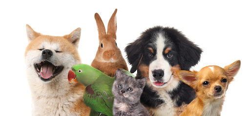 Pet Products